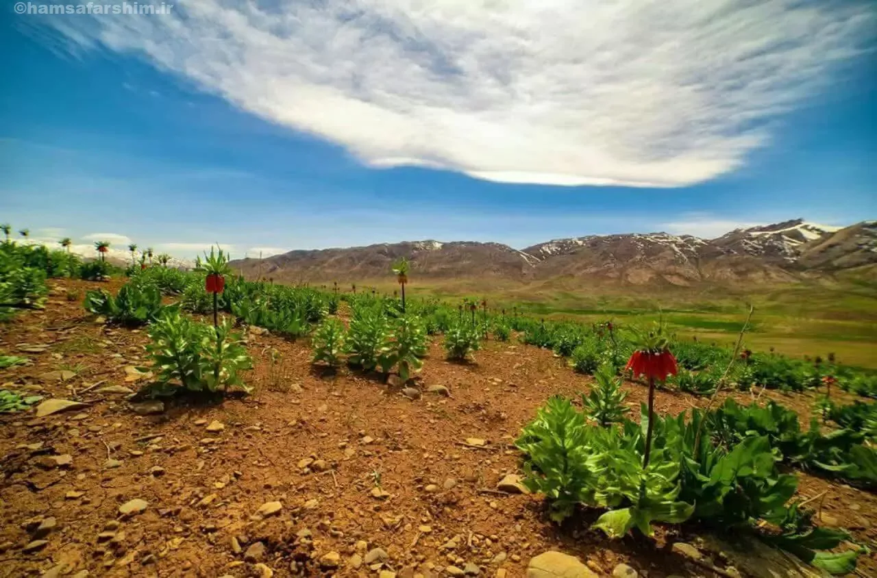 آسمان آبی دشت لاله های واژگون کوهرنگ