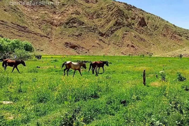 دشت هویج