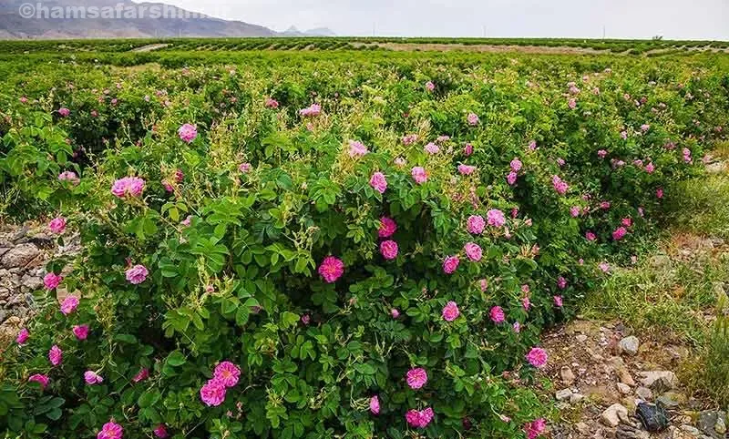 فصل گلاب گیری کاشان