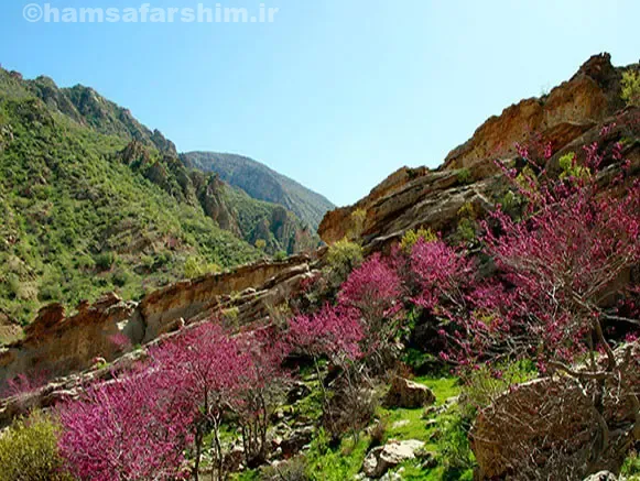 تنگه ارغوان با گل های صورتی و بنفش