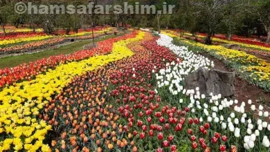 باغ لاله آسارا- ردیف‌هایی از گل‌های لاله در باغ لاله آسارا