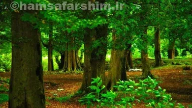 درختان پارک جنگلی بندر انزلی