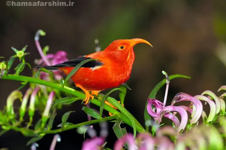 هاوایی