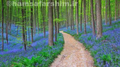 جنگل های راش شمال