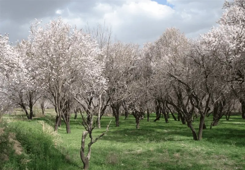 پارک و باغستان سنتی قزوین