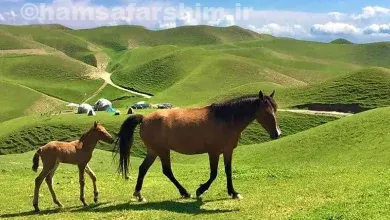 ترکمن‌صحرا