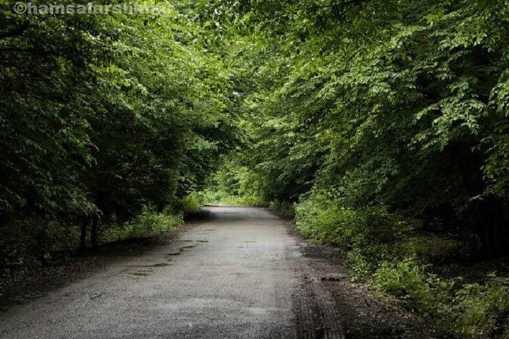 جنگل قرق از جاهای دیدنی گرگان