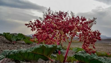 عکس ریواس شهربابک