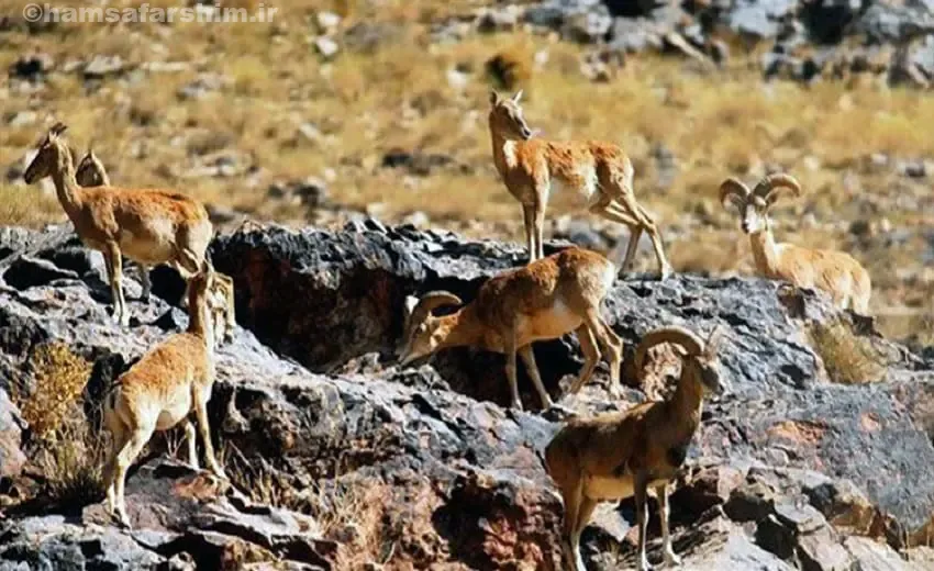 بررسی شهرکرد برای مسافرت در تابستان