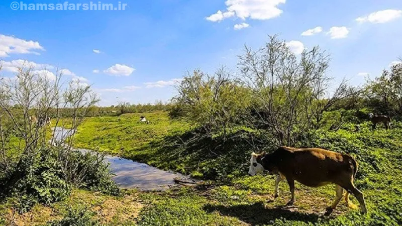 برای مسافرت به استان خوزستان، پارک ملی کرخه را از دست ندهید.