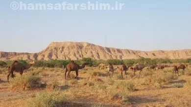 معرفی کامل منطقه ام الدبس خوزستان