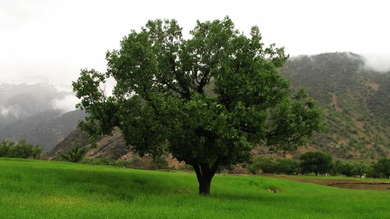 معرفی پارک ملی کرخه