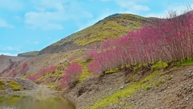 دره ارغوان