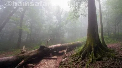 کدام کشورها بزرگترین جنگلهای جهان را دارند؟