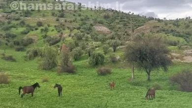 شهر کاج یا شهر قصاب‌ها