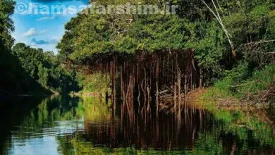 جنگل آمازون