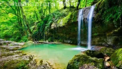 جنگل لفور مازندران