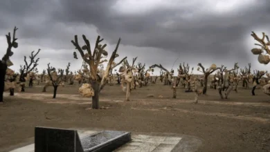 باغ سنگی سیرجان