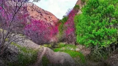 تنگه ارغوان ایلام