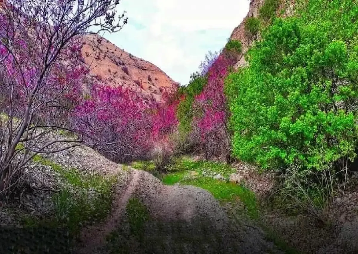تنگه ارغوان ایلام
