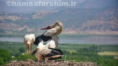 دهکده لک‌لک‌های مریوان