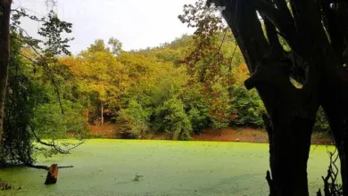 مرداب هسل چالوس