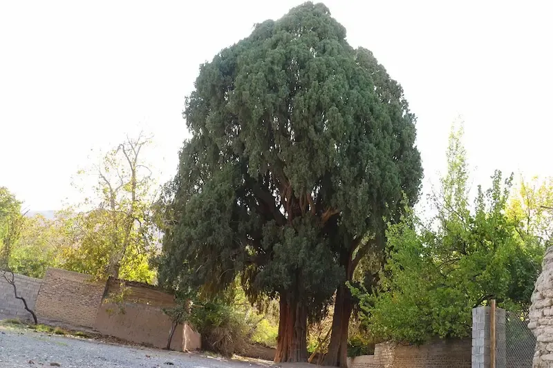 افسانه‌ها و روایت‌های محلی درباره سرو زربین سنگان