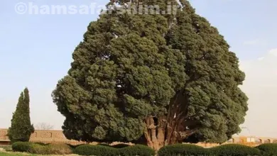 معرفی سرو زربین سنگان درختی با قدمتی تاریخی در سیستان و بلوچستان