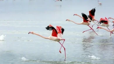 تالاب میانکاله بهشهر