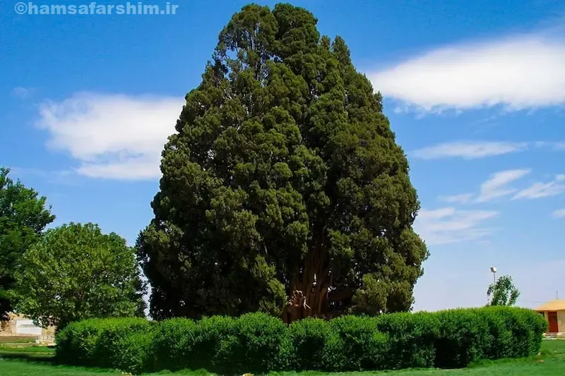 سرو زربین سنگان