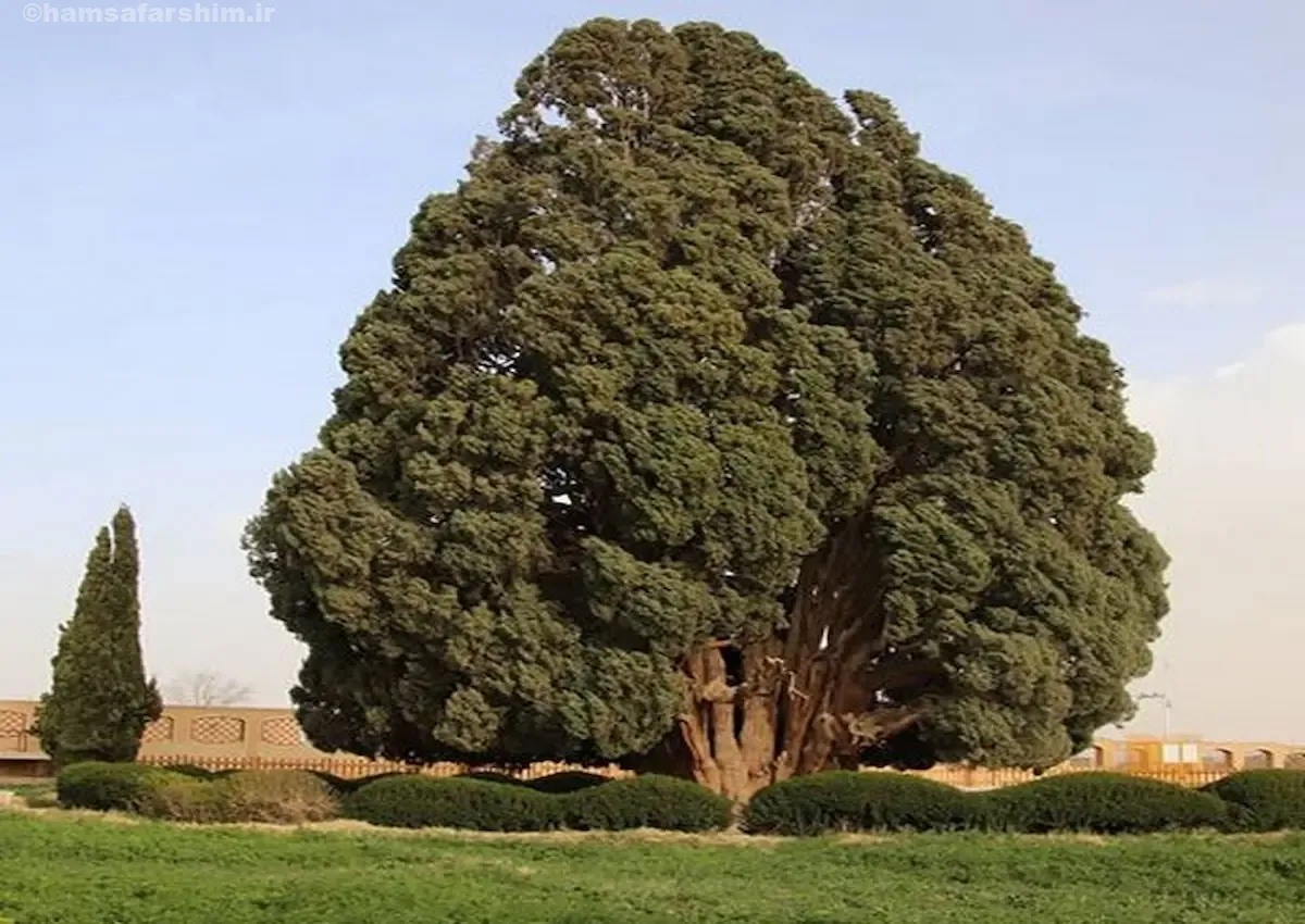 معرفی سرو زربین سنگان درختی با قدمتی تاریخی در سیستان و بلوچستان