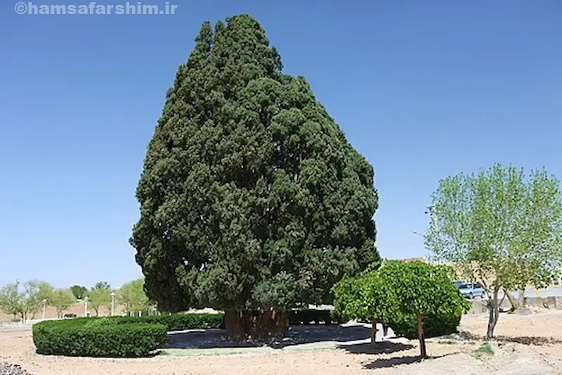 نقش سرو زربین در فرهنگ و تاریخ محلی