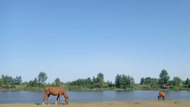 پارک ملی بوجاق