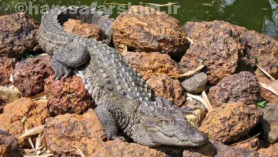 گاندو چابهار