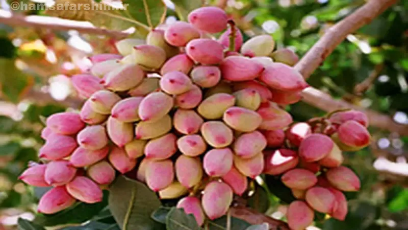 باغات پسته آباده 