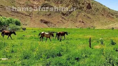 راهنمای کامل روستای افجه و دشت هویج