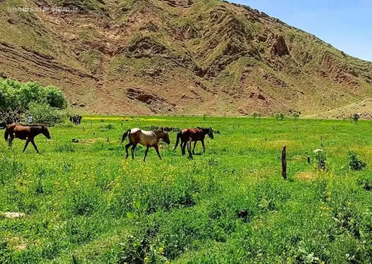 راهنمای کامل روستای افجه و دشت هویج