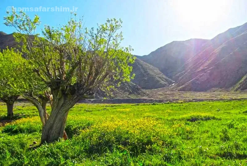 روستای افجه و دشت هویج کجاست