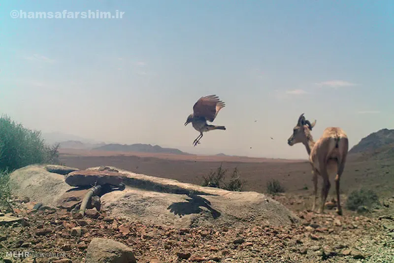 منطقه شکار ممنوع خنار