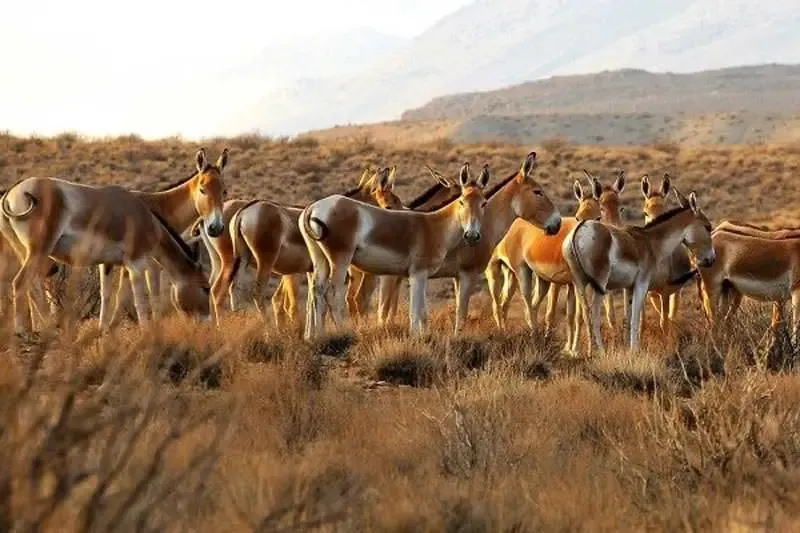 پارک ملی توران کجاست