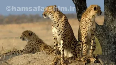 پارک ملی توران