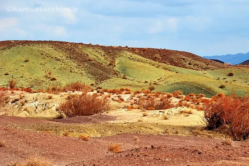 پوشش گیاهی و نقش تاغزارها در پایداری اکوسیستم