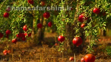 مشهورترین باغ‌های انار ایران