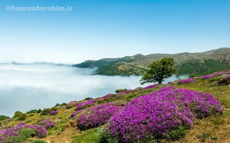 جنگل ابر شاهرود