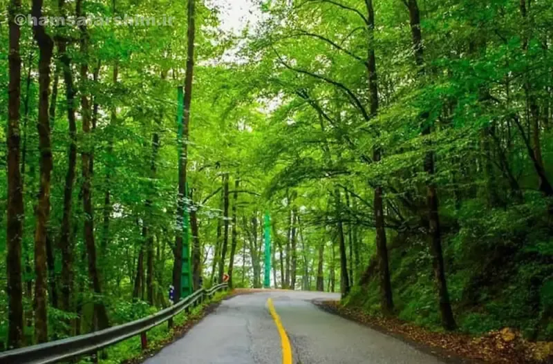 جنگل دالخانی رامسر