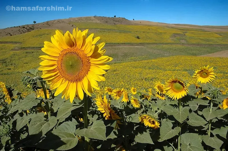دشت آفتابگردان کالپوش