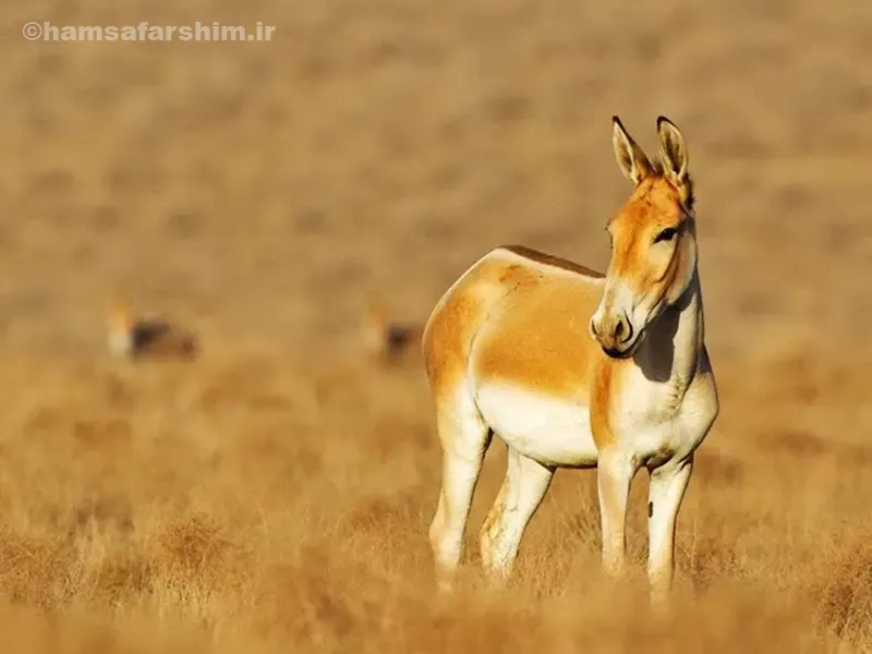 فصلها و زمان مناسب بازدید از توران