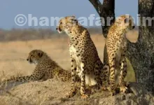 پارک ملی توران