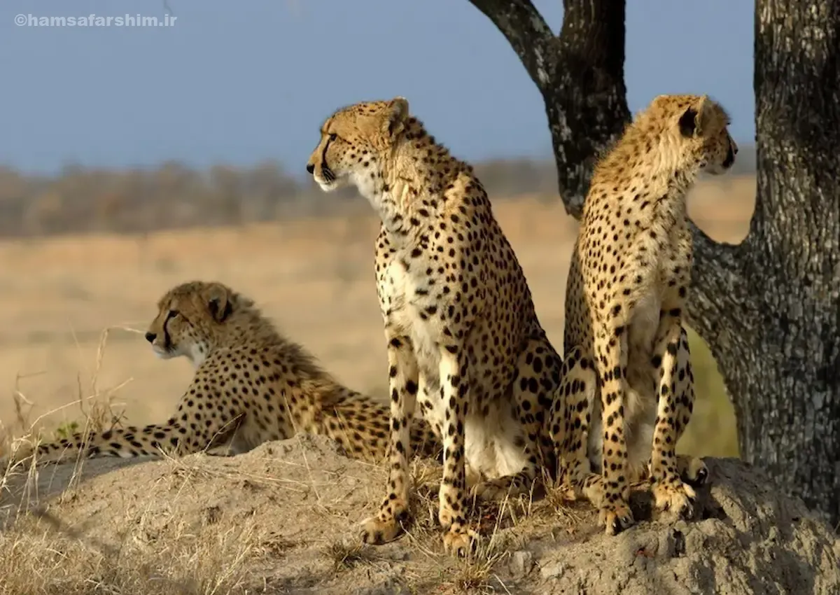 پارک ملی توران