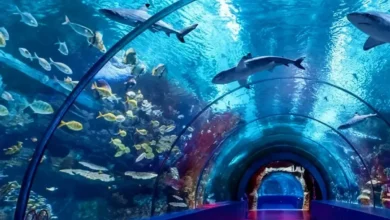 آکواریوم استانبول در فلوریا